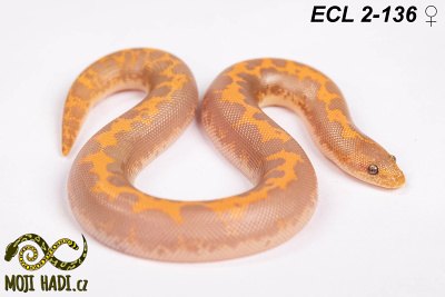 hadi na prodej, mládě, český chov hadů, odchov hadů, mojihadi.cz, Eryx columbrinus loveridgei, hroznýšek pestrý, Kenyan sand boa, striped Albino, Albino, Anery , striped